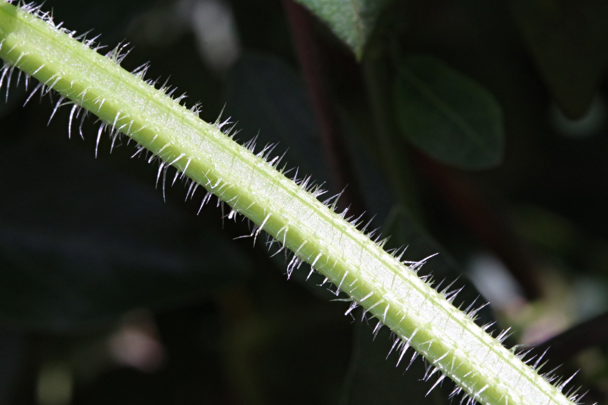 Cucumis metuliferus Cucumis metuliferus