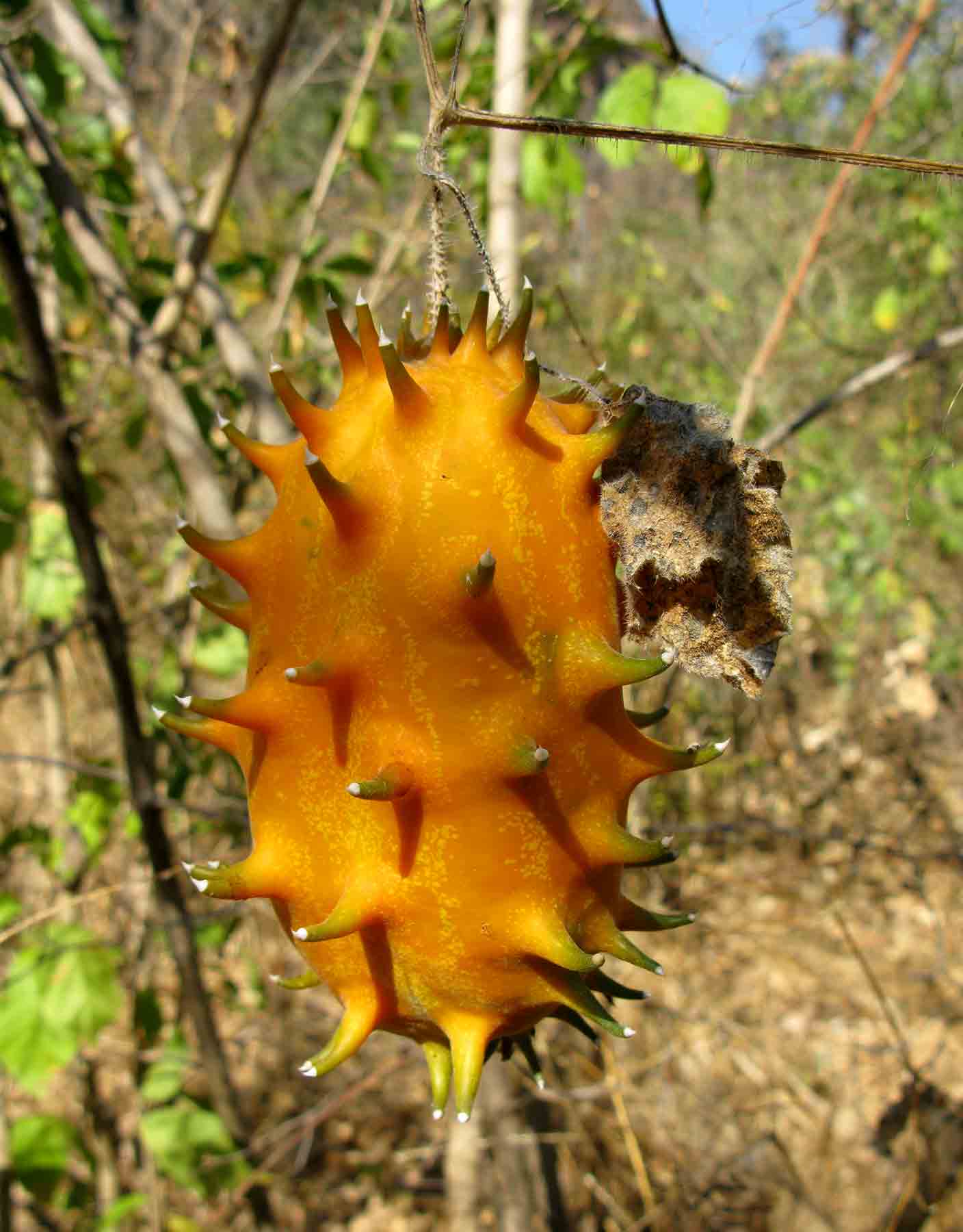 Cucumis metuliferus Cucumis metuliferus