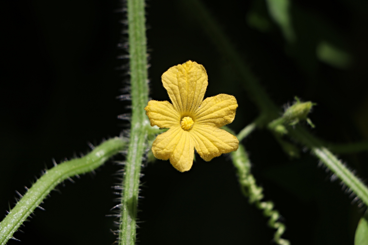 Cucumis metuliferus Cucumis metuliferus