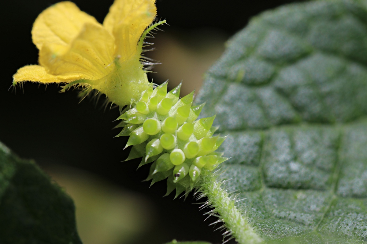 Cucumis metuliferus Cucumis metuliferus