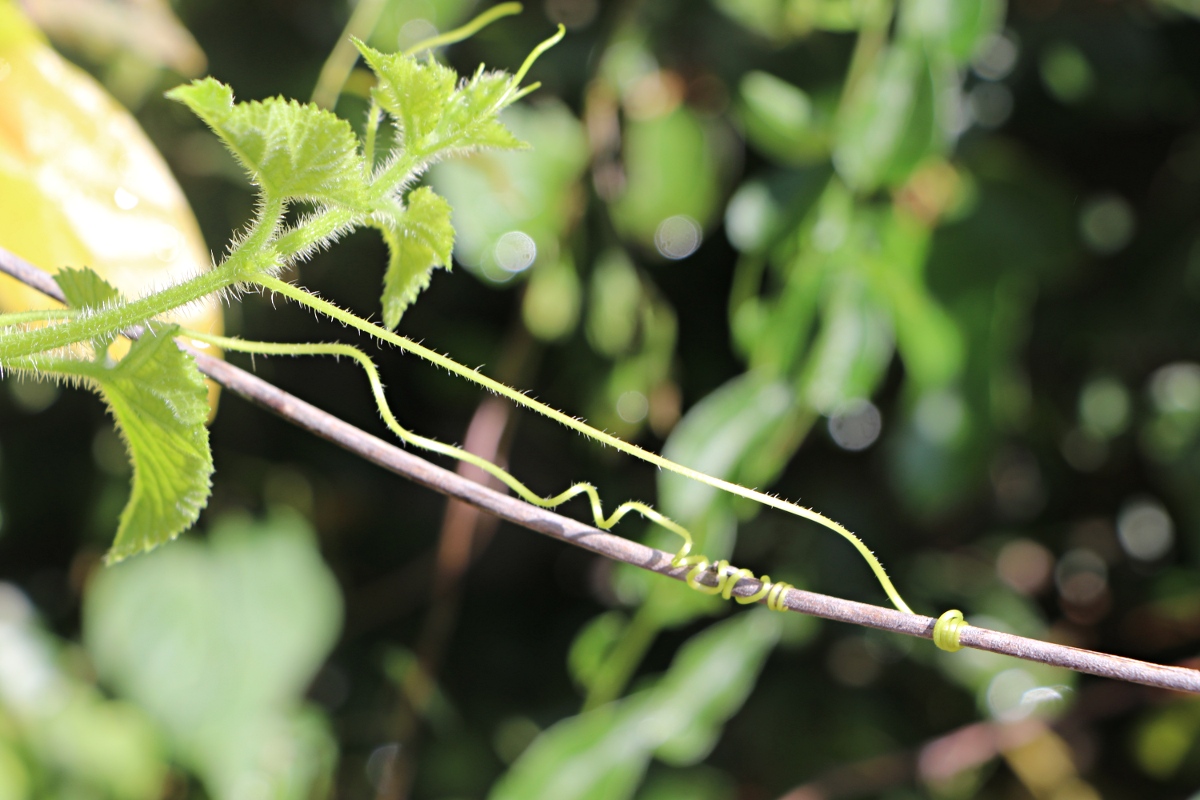 Cucumis metuliferus Cucumis metuliferus