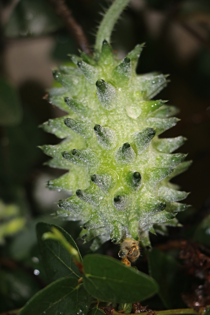Cucumis metuliferus Cucumis metuliferus