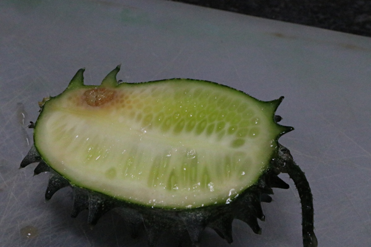 Cucumis metuliferus Cucumis metuliferus