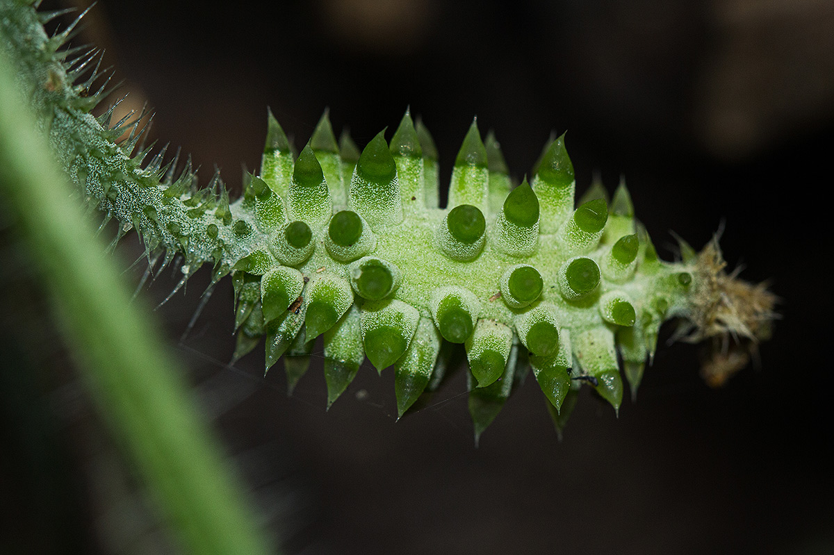 Cucumis metuliferus Cucumis metuliferus