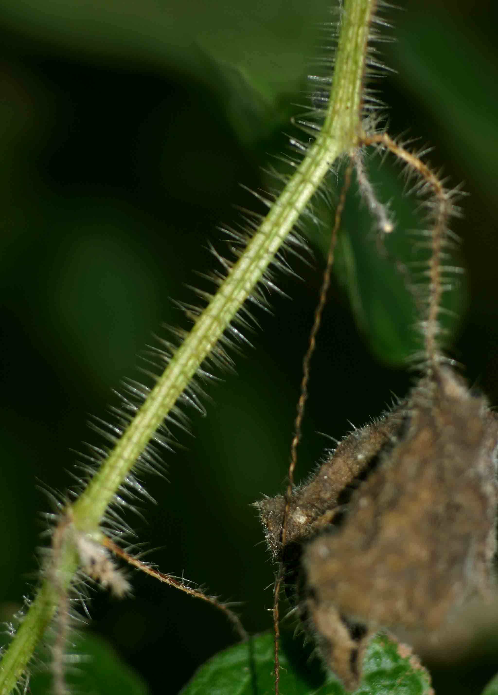 Cucumis metuliferus Cucumis metuliferus