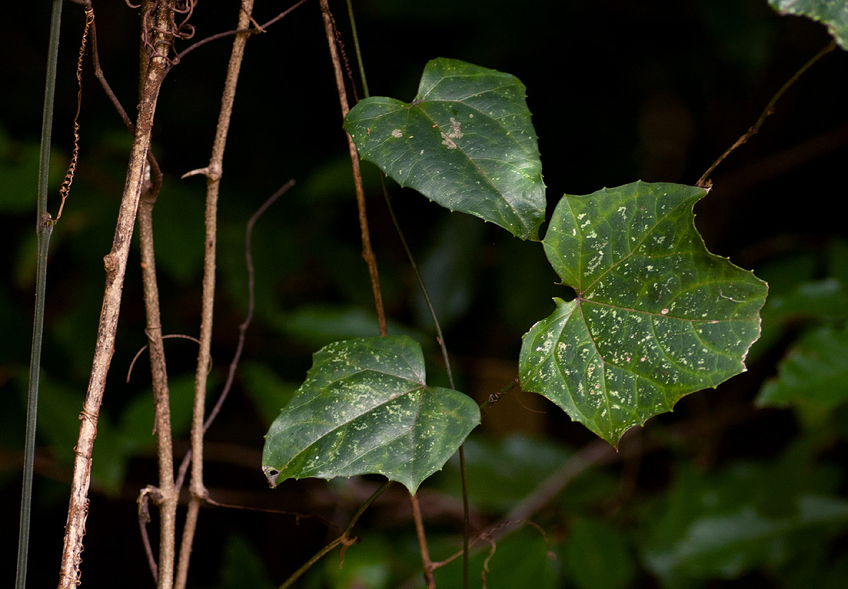 Coccinia barteri Coccinia barteri