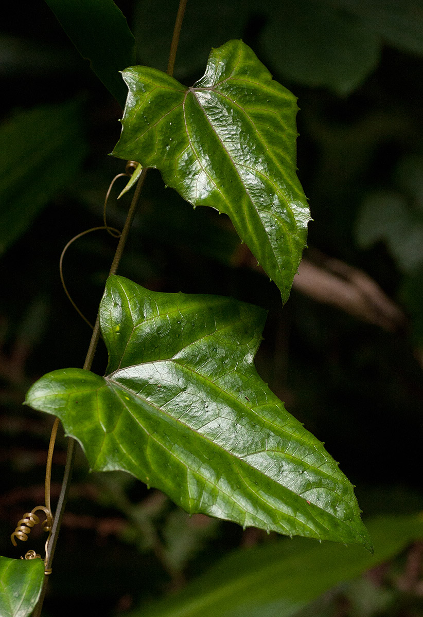 Coccinia barteri Coccinia barteri