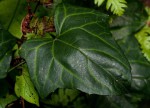 Coccinia barteri