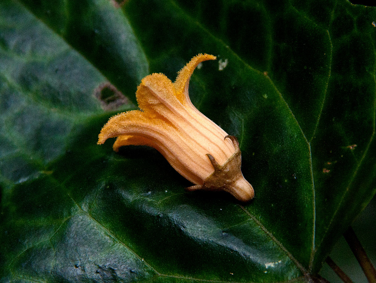 Coccinia barteri