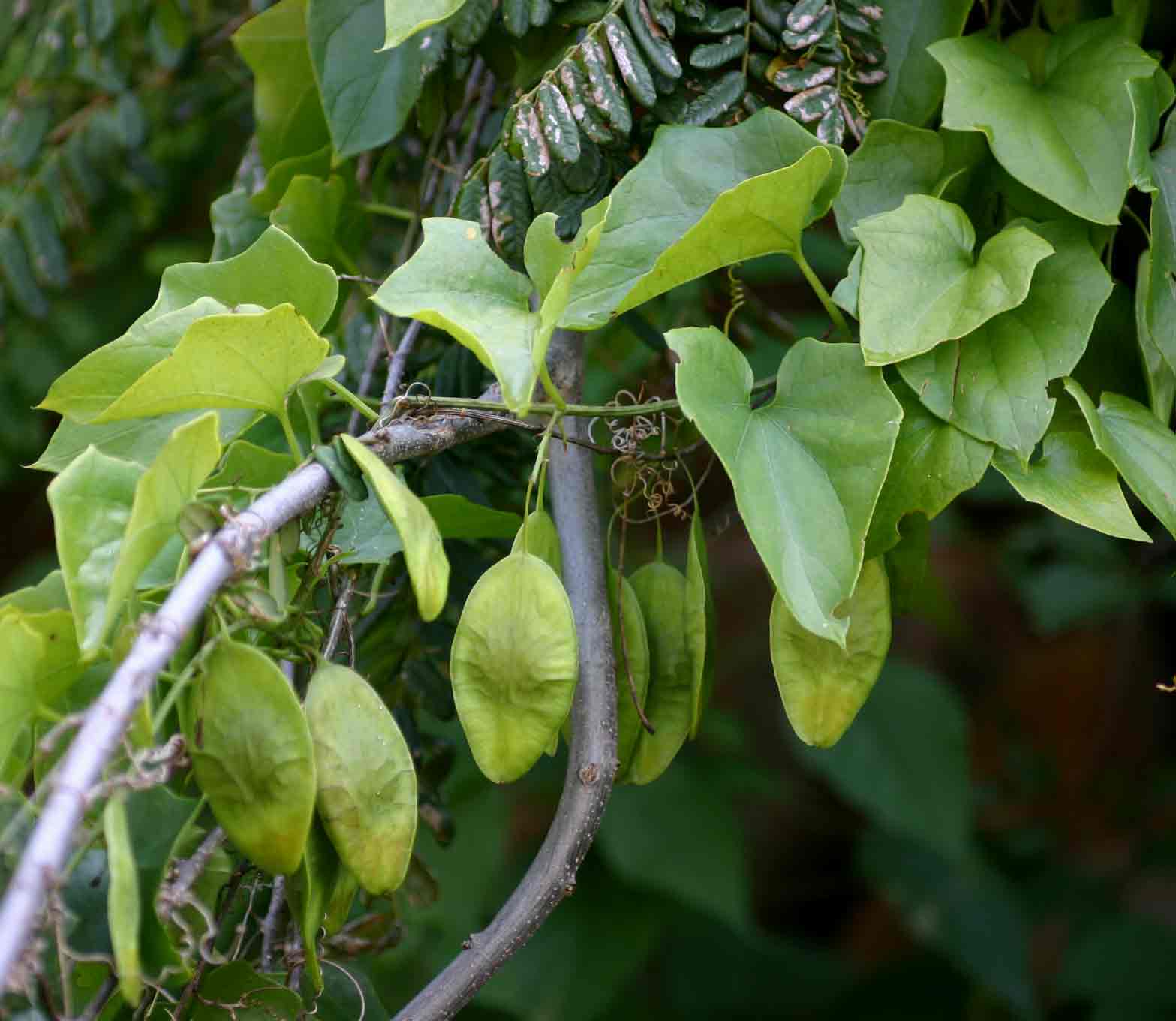 Cyclantheropsis parviflora Cyclantheropsis parviflora