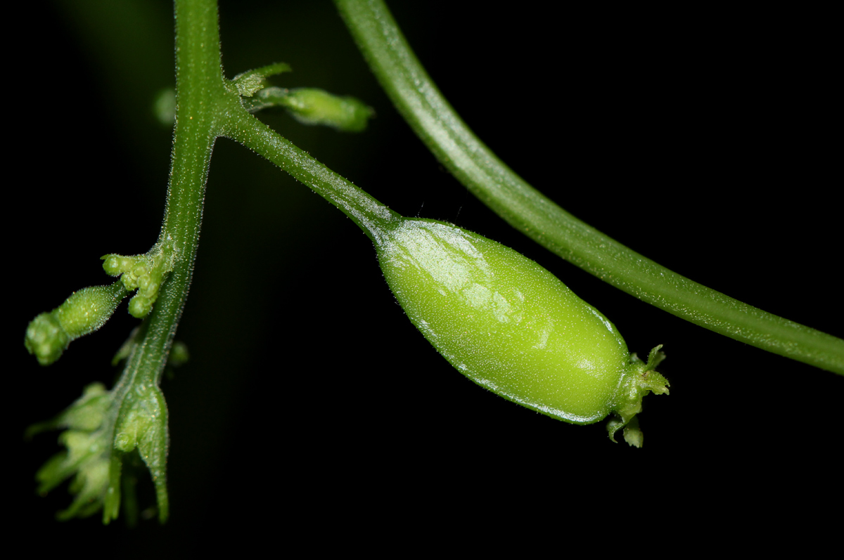 Cyclantheropsis parviflora Cyclantheropsis parviflora