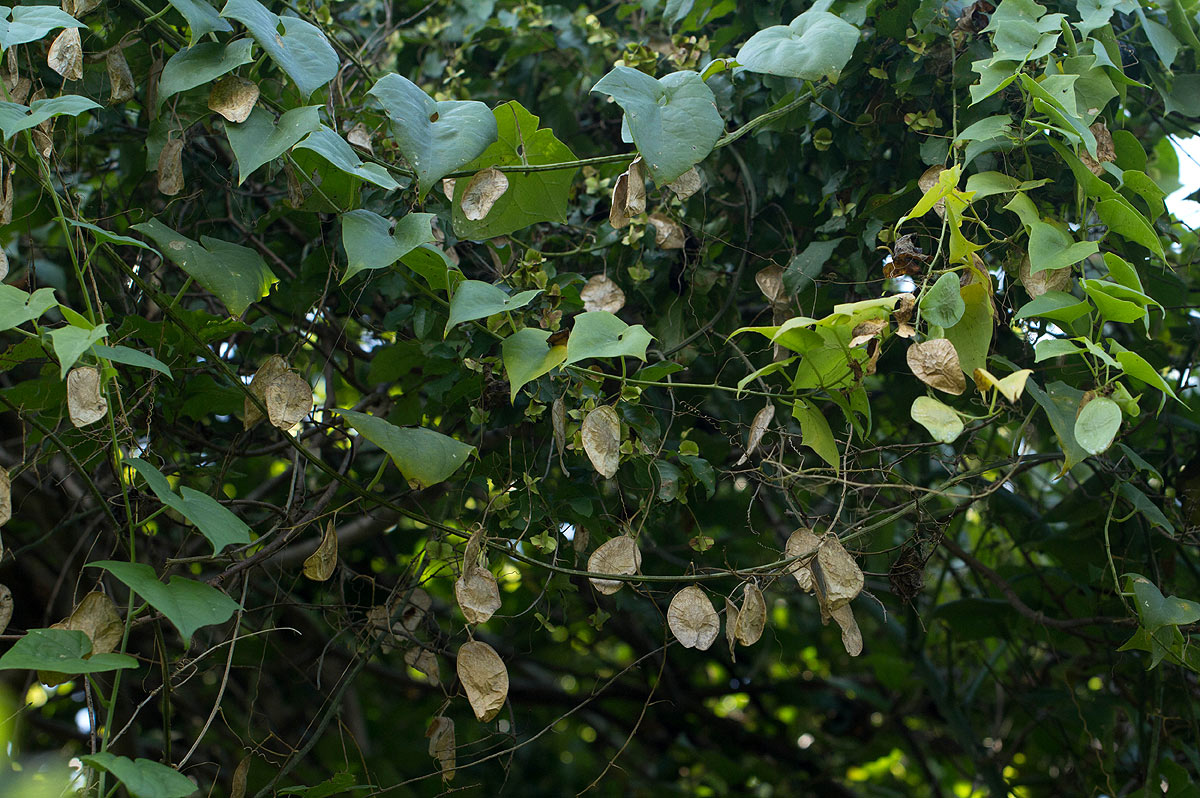 Cyclantheropsis parviflora Cyclantheropsis parviflora