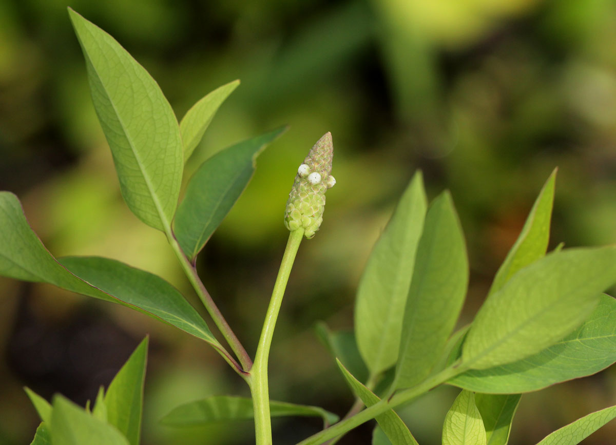 Sphenoclea zeylanica Sphenoclea zeylanica