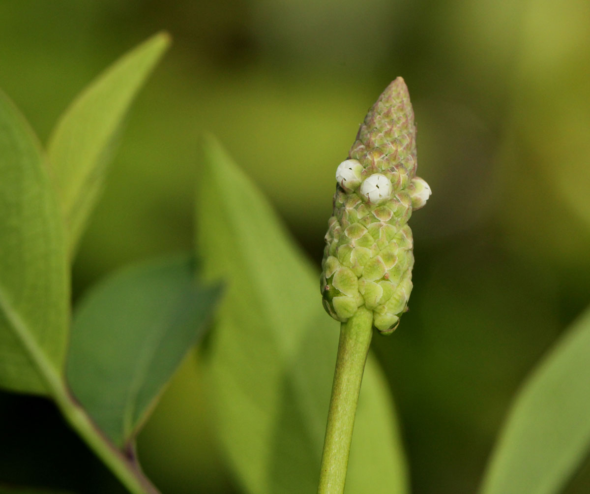 Sphenoclea zeylanica Sphenoclea zeylanica