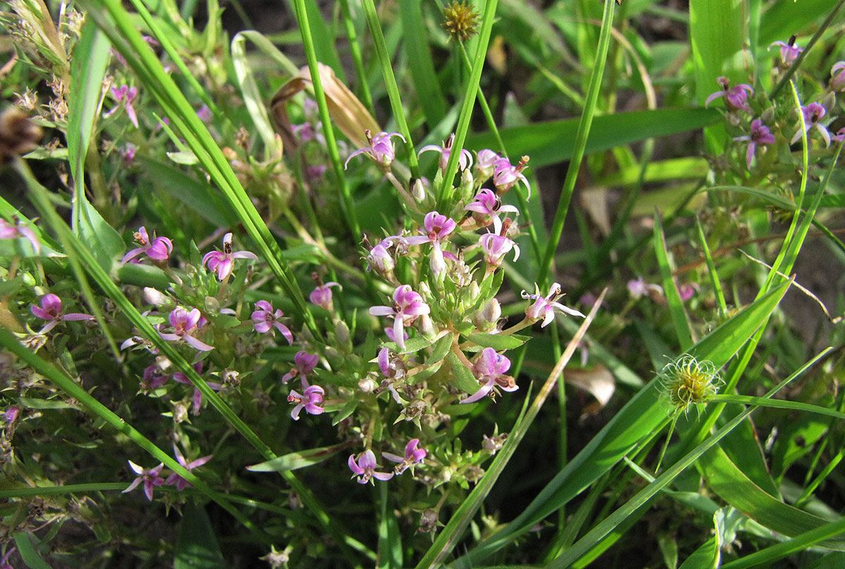 Lobelia sonderiana Lobelia sonderiana