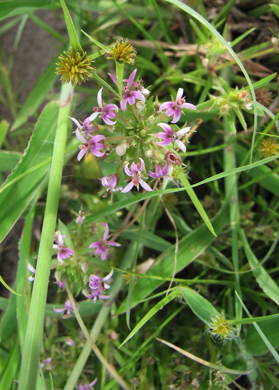 Lobelia sonderiana Lobelia sonderiana