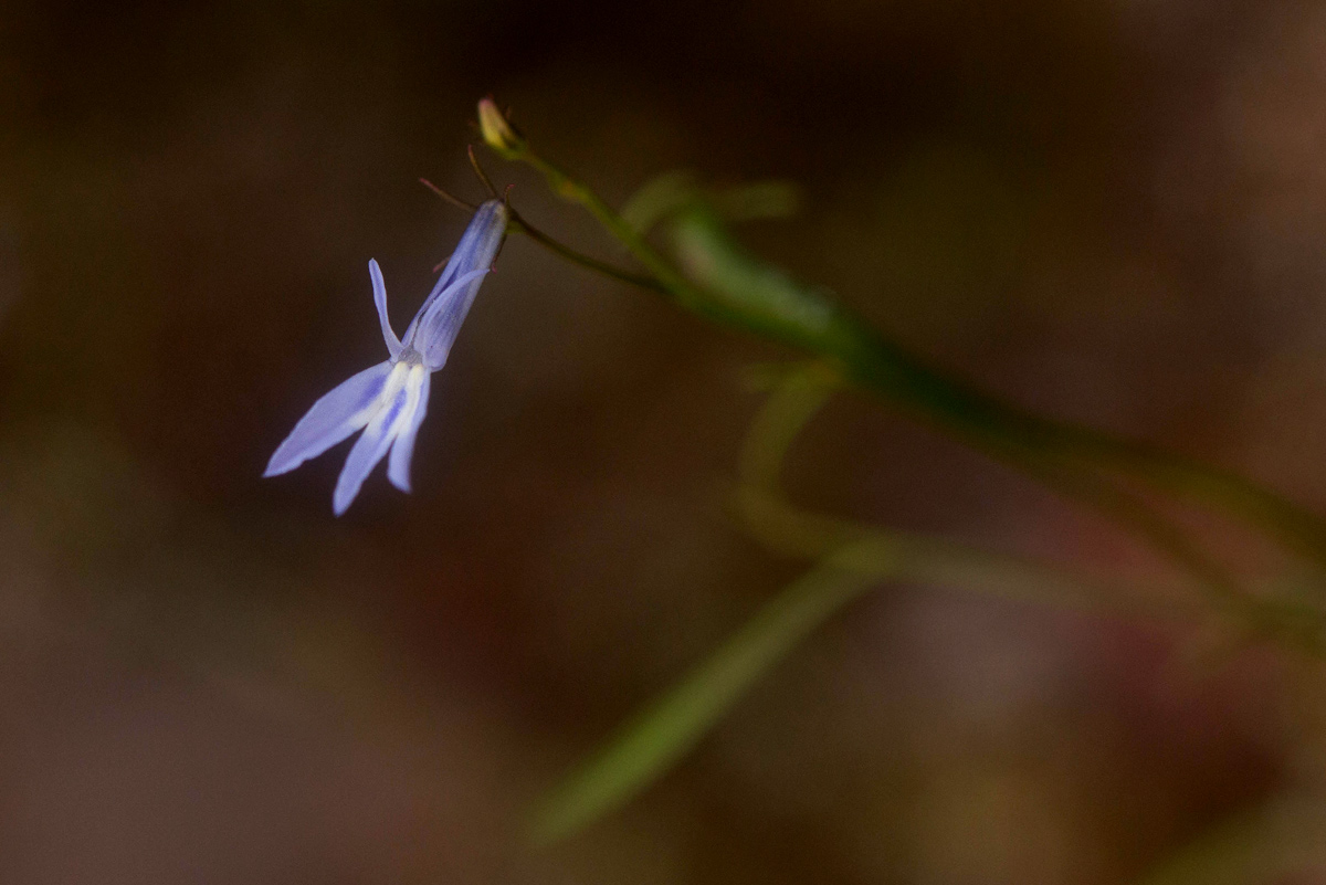 Lobelia erinus Lobelia erinus