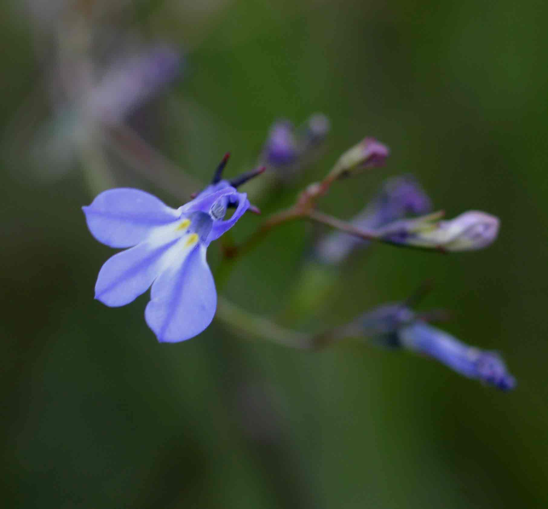 Lobelia erinus Lobelia erinus