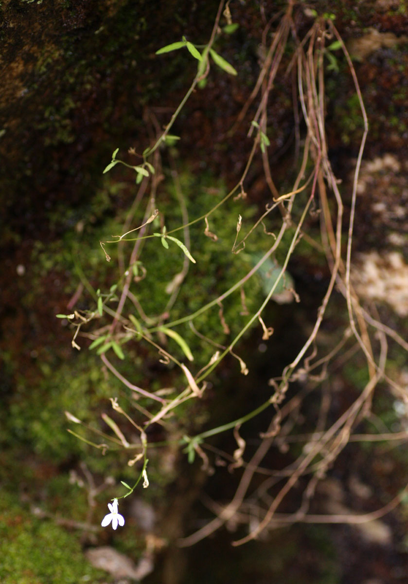 Lobelia erinus Lobelia erinus