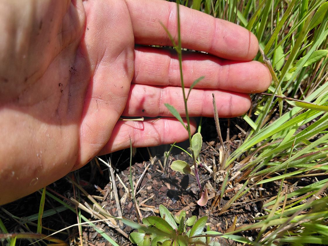 Lobelia welwitschii Lobelia welwitschii
