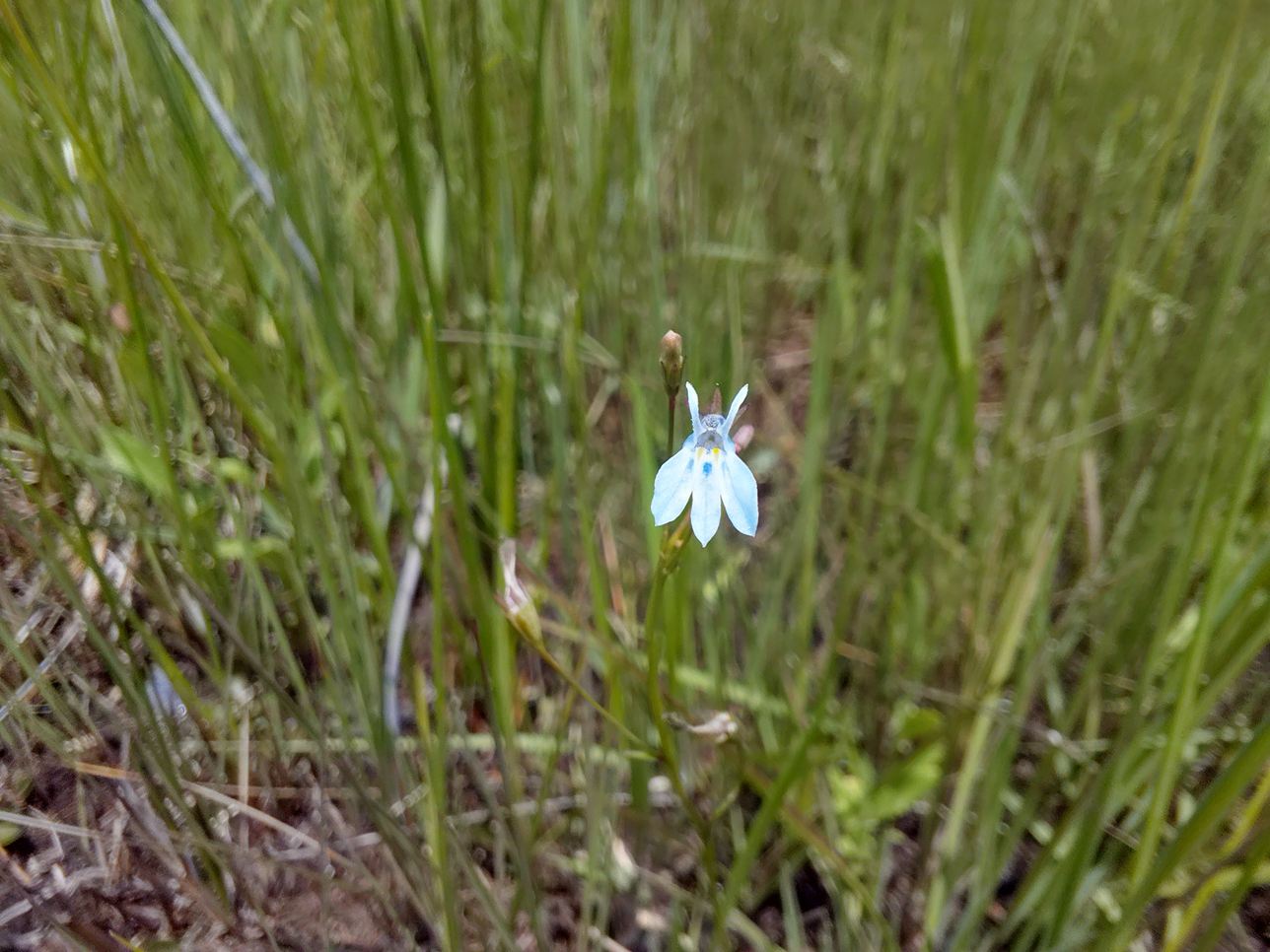 Lobelia welwitschii Lobelia welwitschii