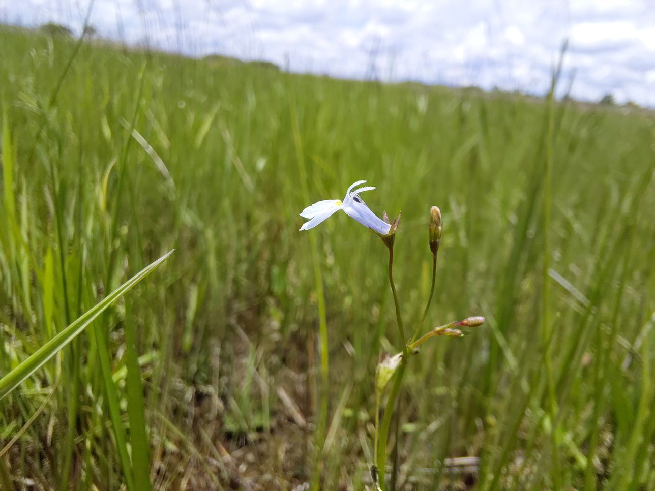 Lobelia welwitschii Lobelia welwitschii