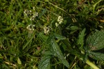 Dichrocephala integrifolia subsp. integrifolia