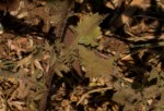 Pseudoconyza viscosa