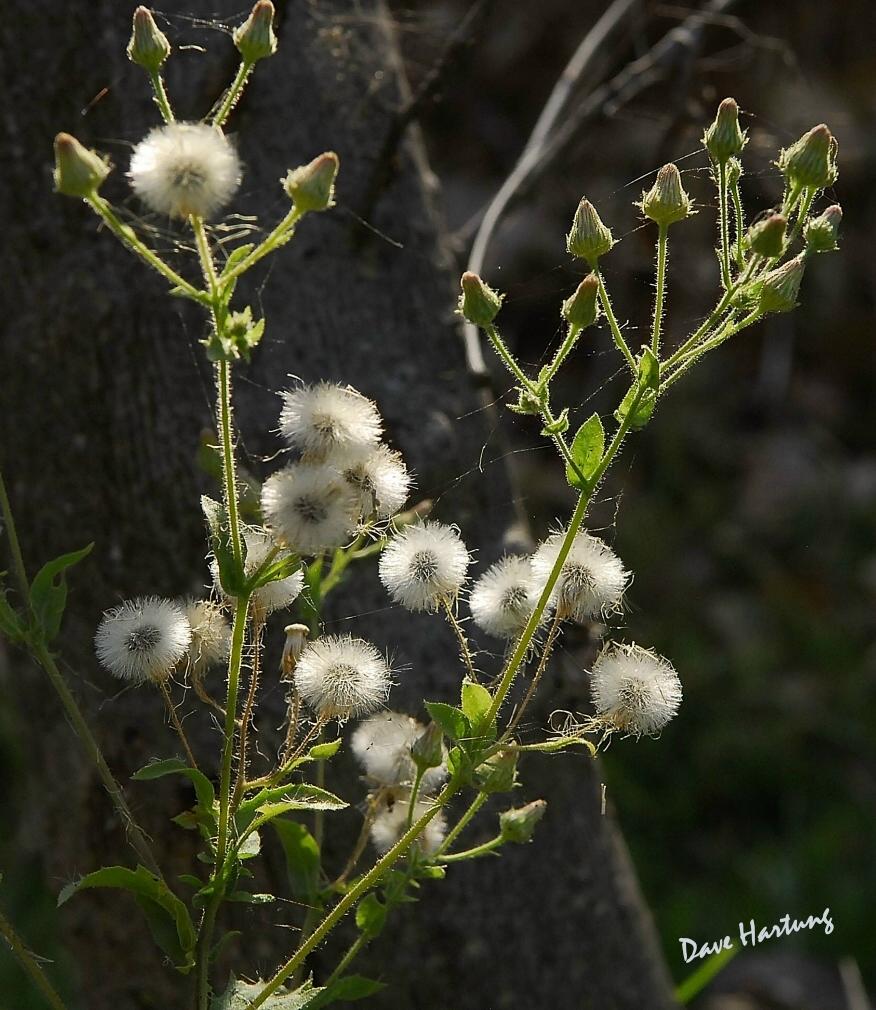 Pseudoconyza viscosa Pseudoconyza viscosa