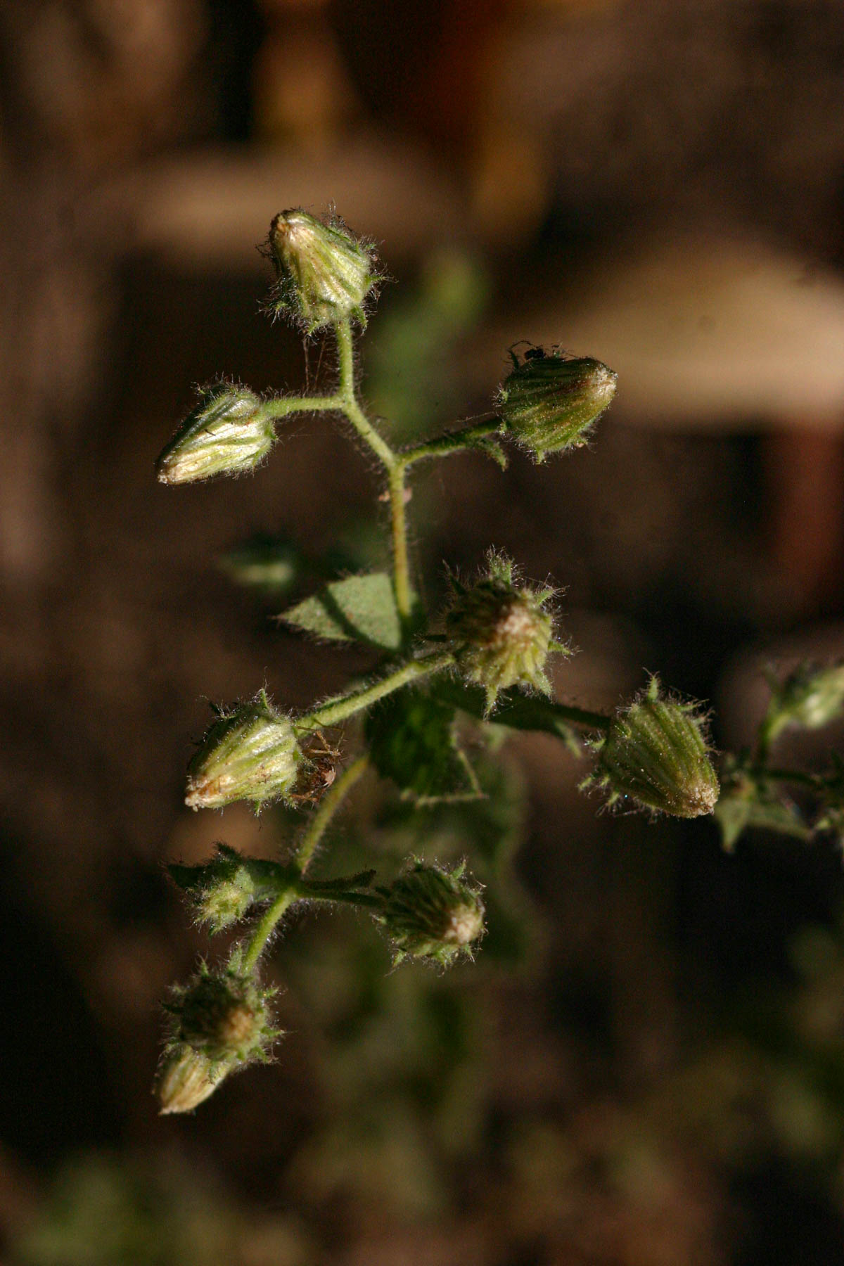 Pseudoconyza viscosa
