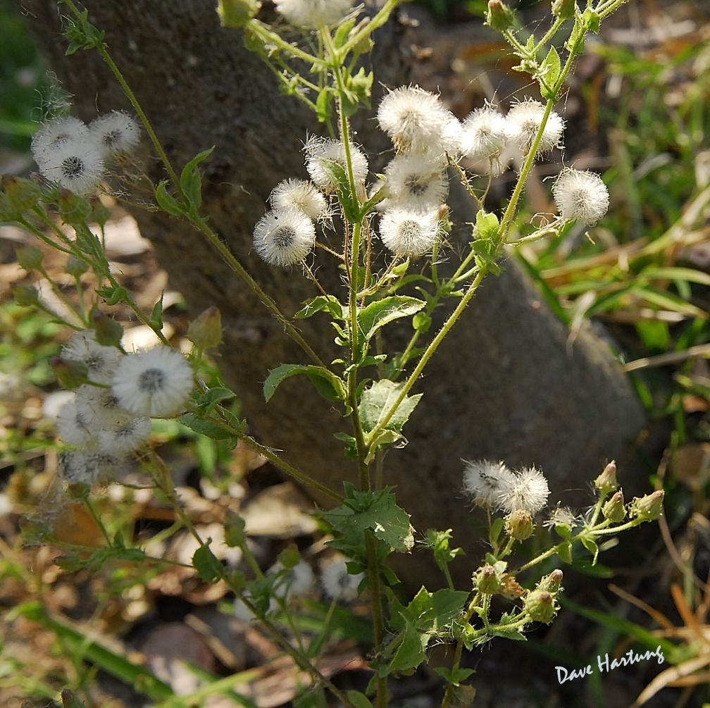 Pseudoconyza viscosa Pseudoconyza viscosa