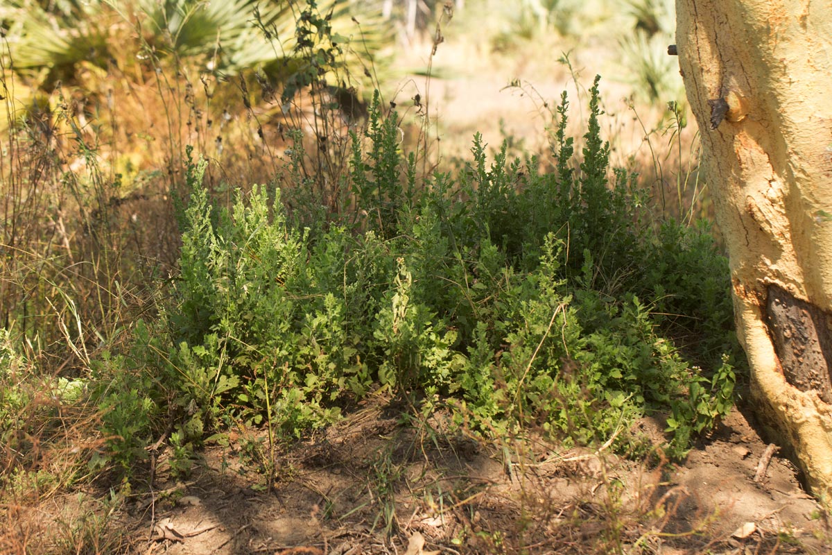 Pseudoconyza viscosa Pseudoconyza viscosa