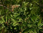 Pluchea dioscoridis