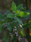 Pluchea dioscoridis