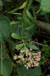 Pluchea dioscoridis