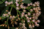 Pluchea dioscoridis