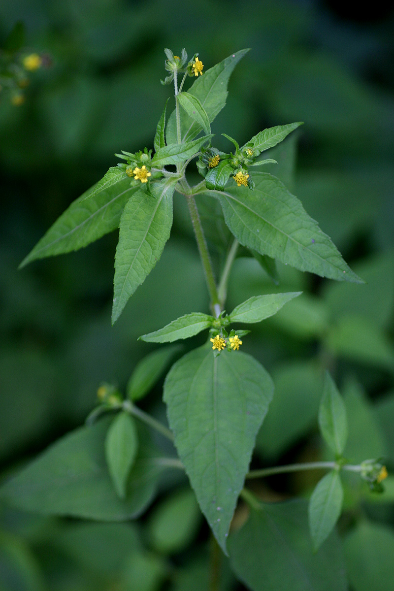 Sigesbeckia orientalis Sigesbeckia orientalis