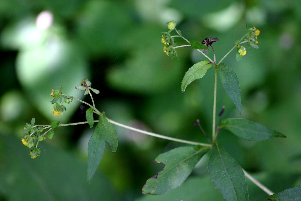 Sigesbeckia orientalis Sigesbeckia orientalis