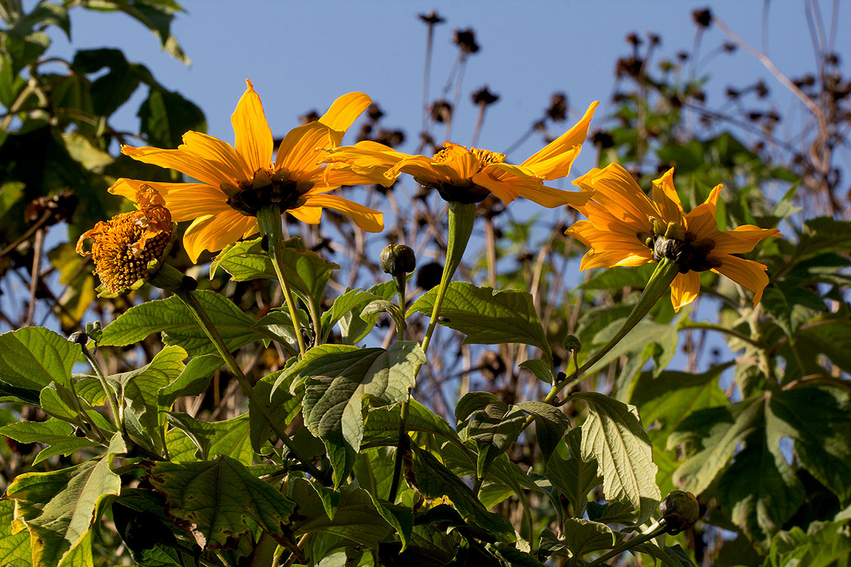 Tithonia diversifolia Tithonia diversifolia