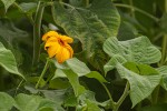 Tithonia diversifolia