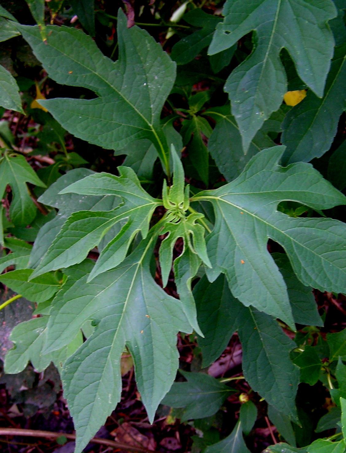 Tithonia diversifolia