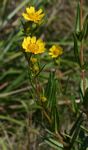Guizotia scabra subsp. scabra