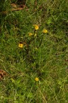 Guizotia scabra subsp. scabra