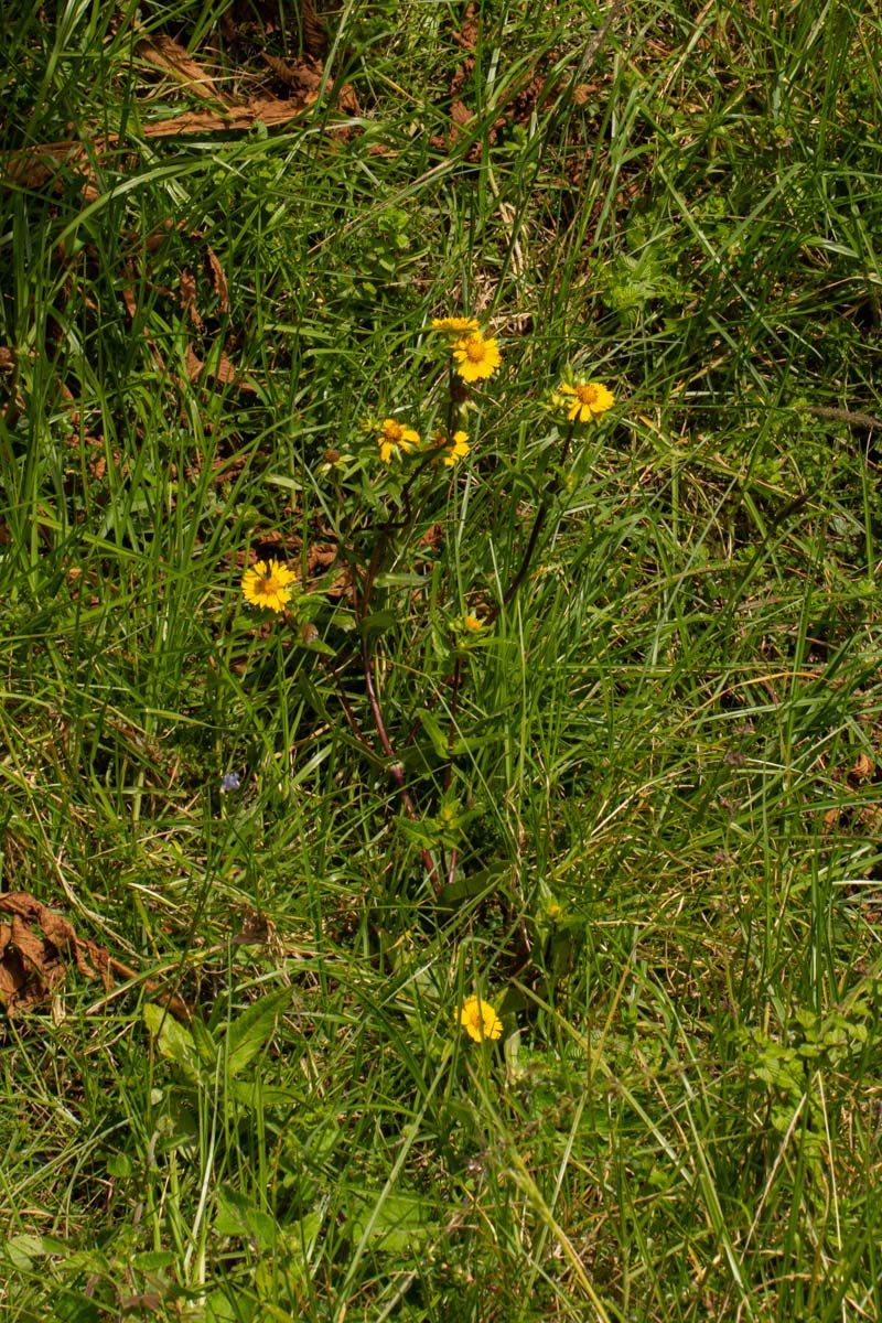 Guizotia scabra subsp. scabra