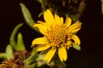 Guizotia scabra subsp. scabra