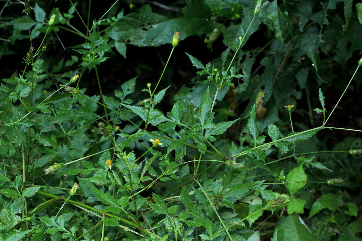 Bidens biternata