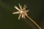 Bidens schimperi