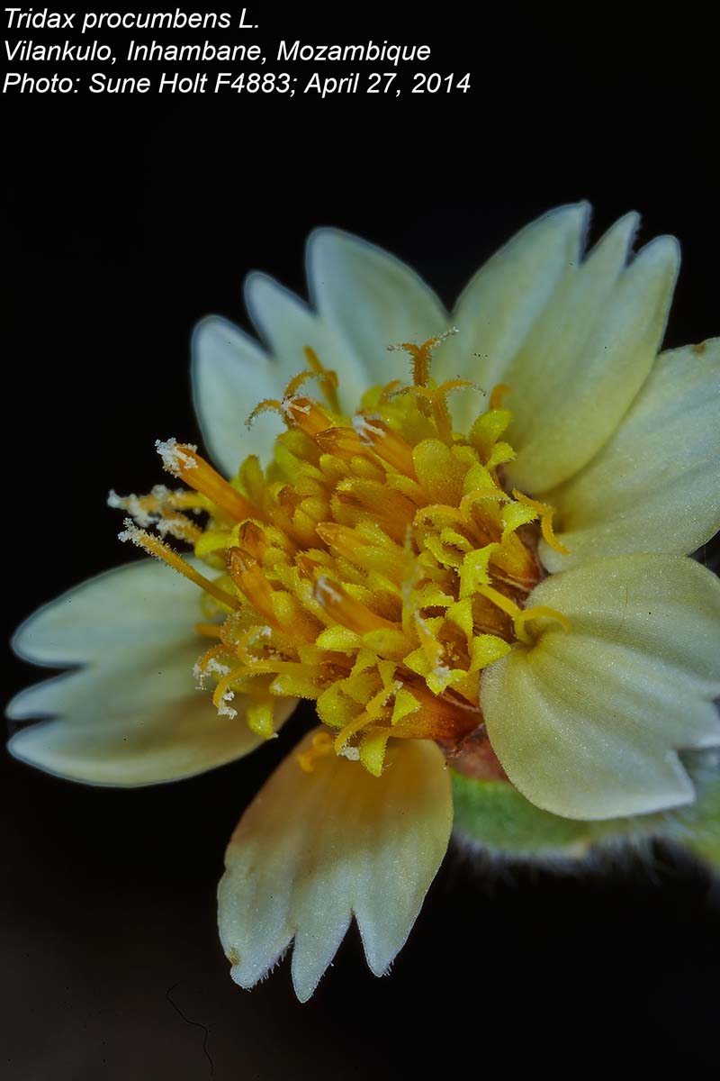 Tridax procumbens Tridax procumbens