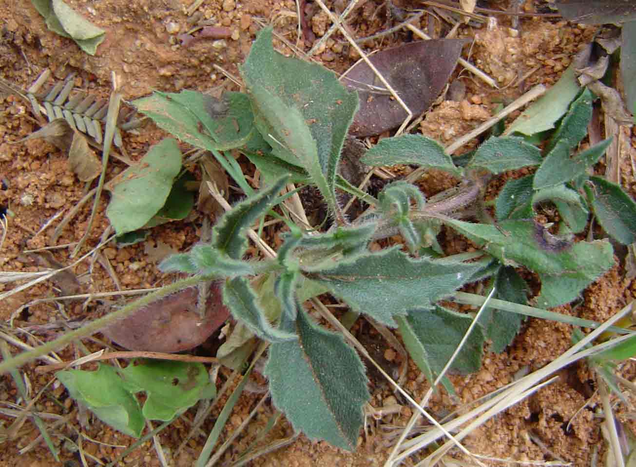 Tridax procumbens Tridax procumbens