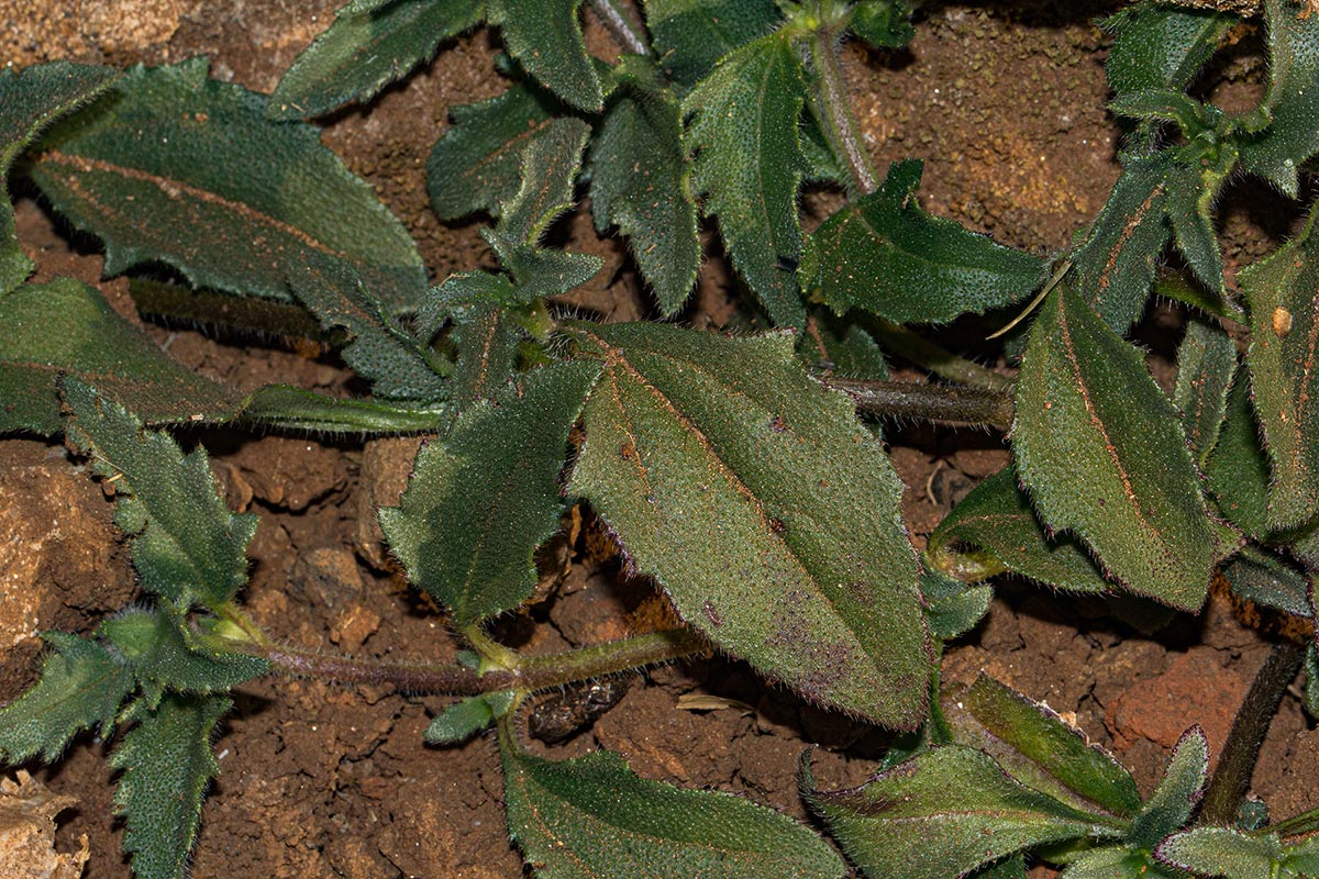 Tridax procumbens